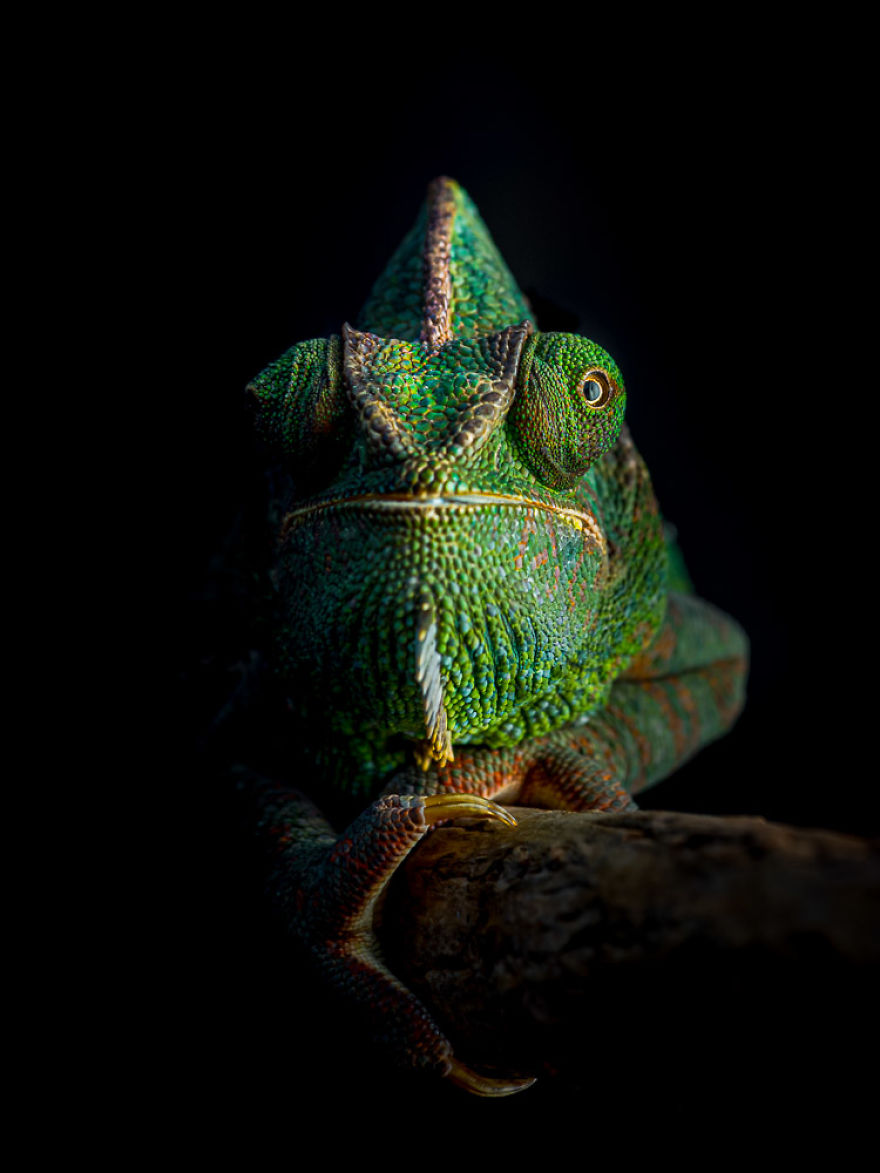 Chameleon Close-Up