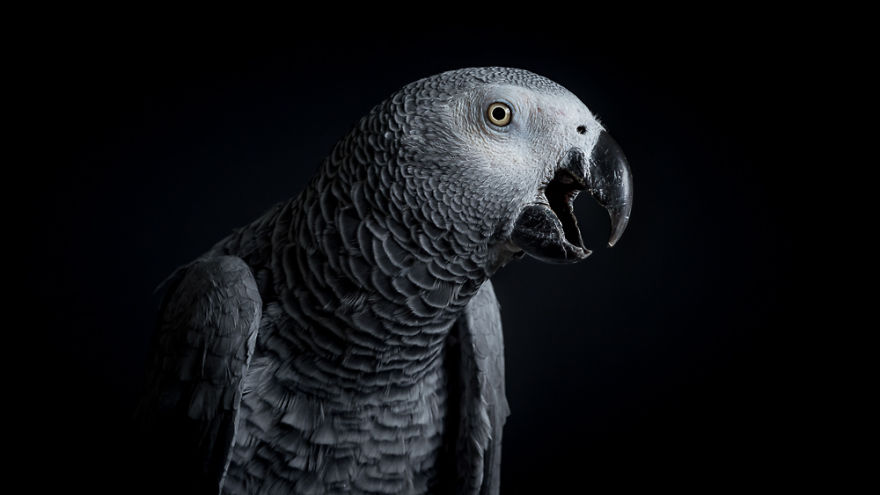 African Grey Parrot On Black
