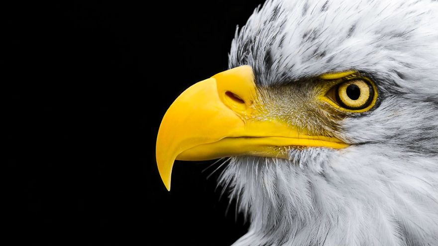 Bald Eagle: Back, White, And Yellow