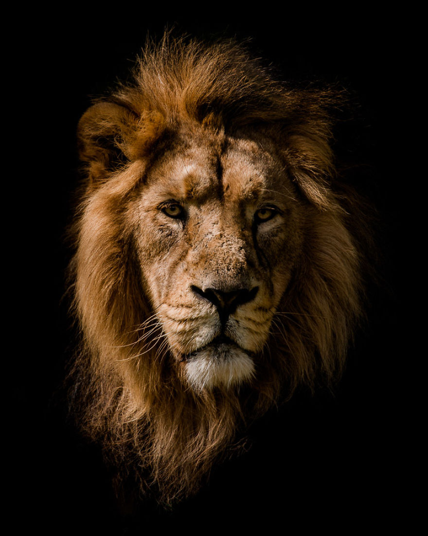Low Key Lion Portrait