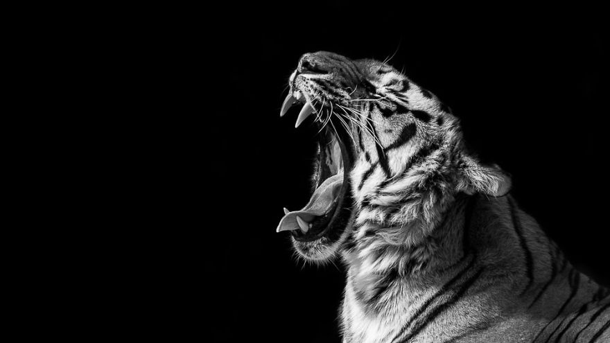 Bengal Tiger - Yawn