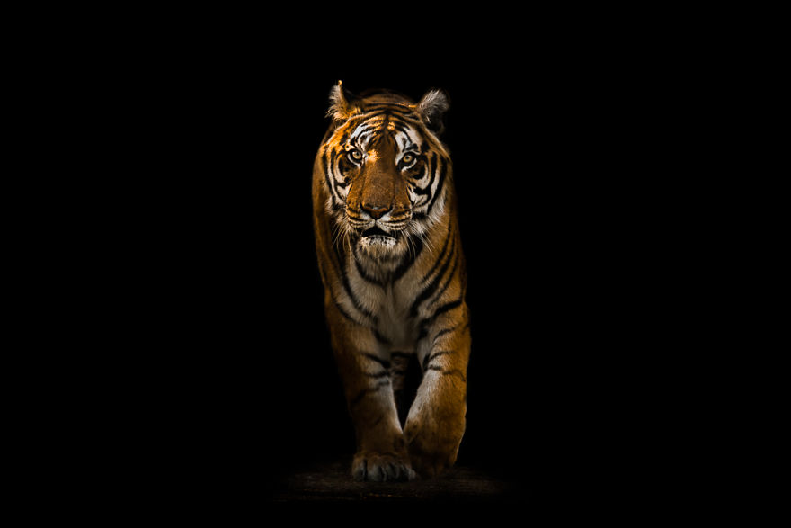 Bengal Tiger - Out Of The Black