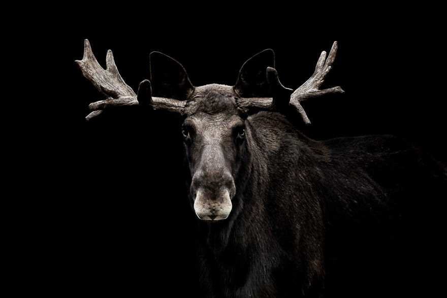 Low Key Moose Portrait
