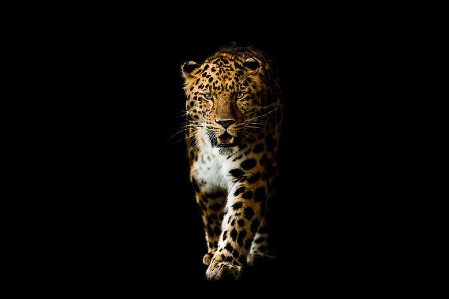 Leopard In The Dark