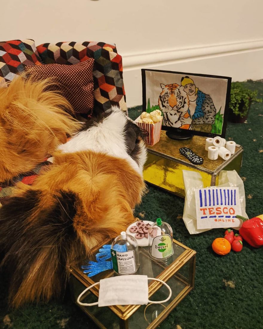 Guineapig Lockdown Life Guineapig Lockdown Life