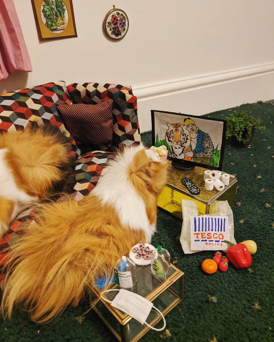 Guineapig Lockdown Life Guineapig Lockdown Life