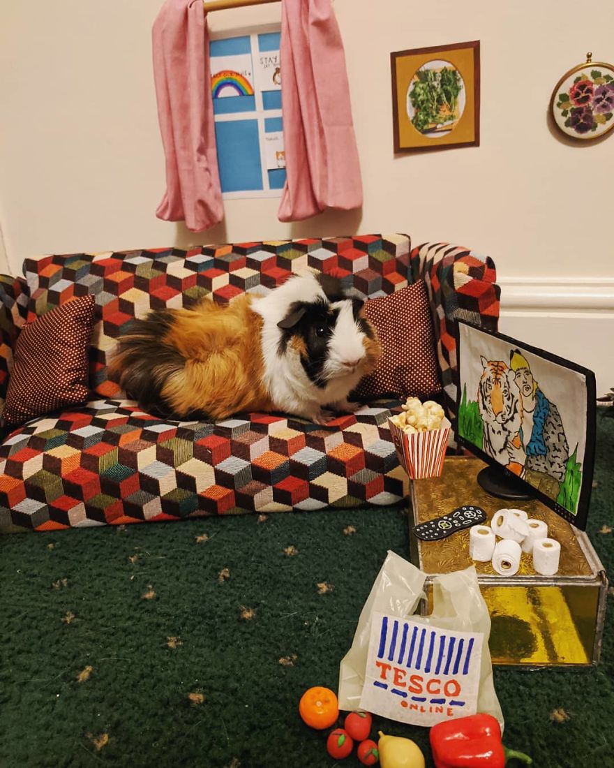 Guineapig Lockdown Life Guineapig Lockdown Life