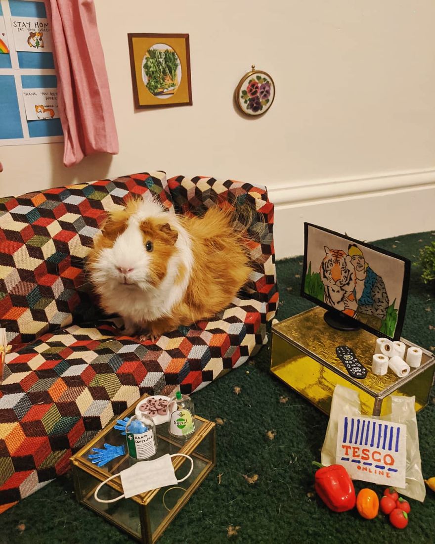 Guineapig Lockdown Life Guineapig Lockdown Life