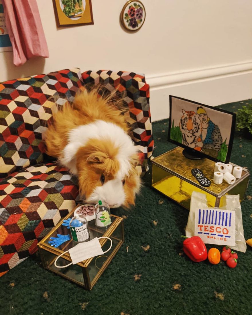 Guineapig Lockdown Life Guineapig Lockdown Life