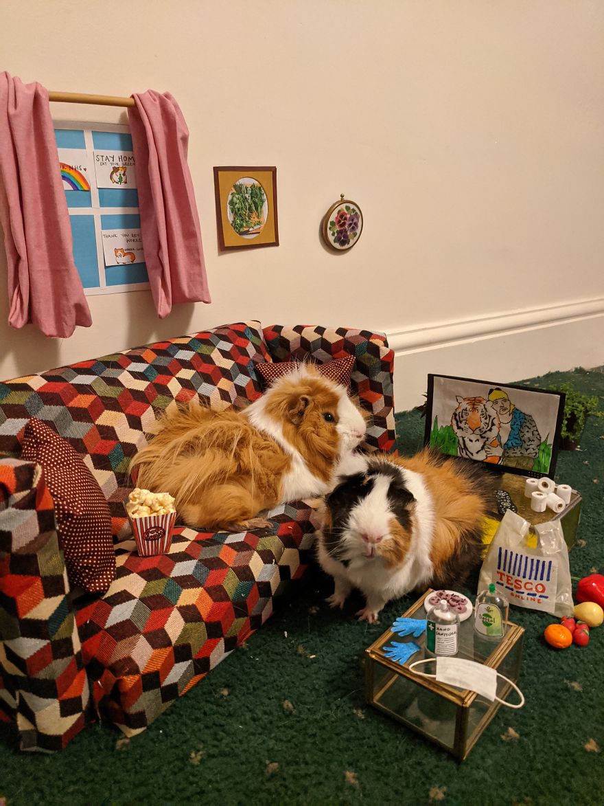 Guineapig Lockdown Life Guineapig Lockdown Life