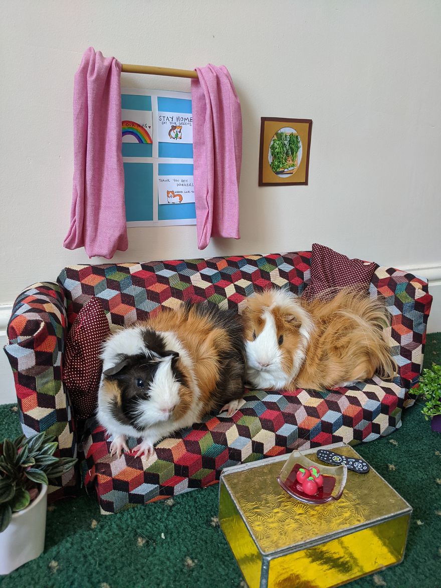 Guineapig Lockdown Life Guineapig Lockdown Life