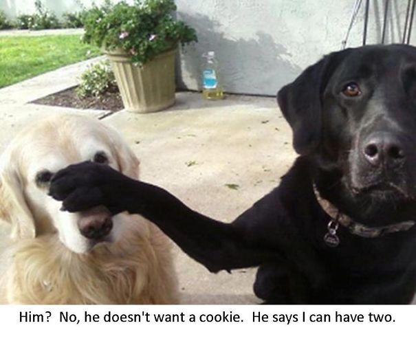He-doesnt-want-cookie-I-can-have-two-Funny-dog-photo-with-captions-5ec0cea28cdb0.jpg