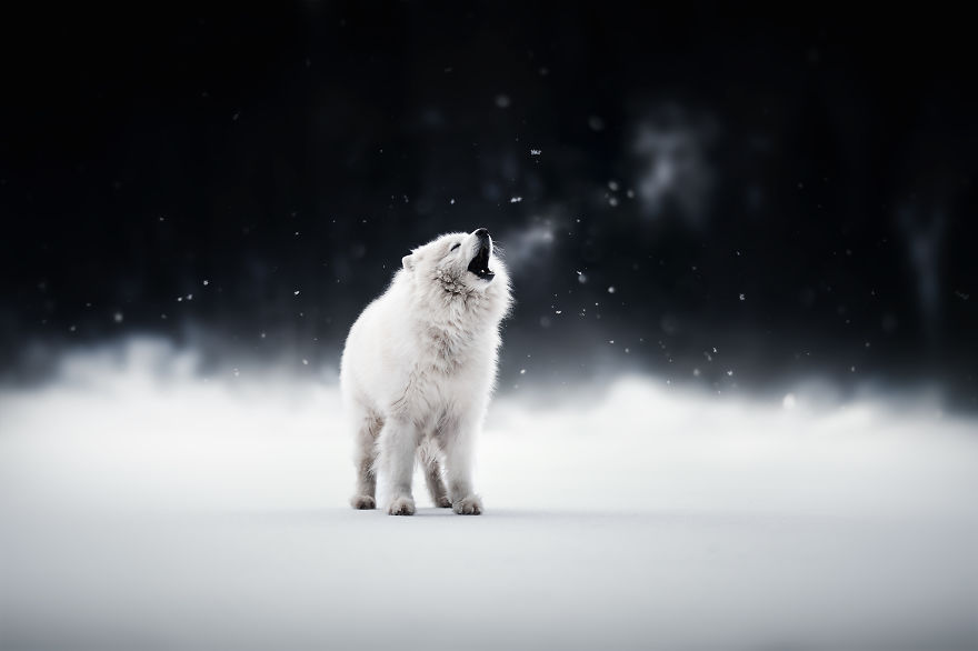 I Photograph Captivating Dog Portraits In Magical Forests And Unbelievable Places