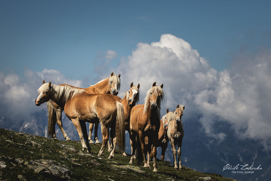 I Photograph Free Roaming Horses In Breathtaking Mountain Landscapes In The Alps (22 Photos)