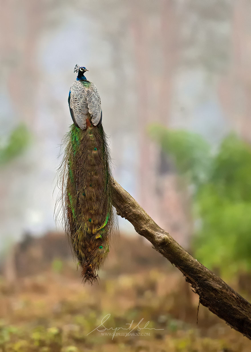Pavo real indio (ave nacional de la India)