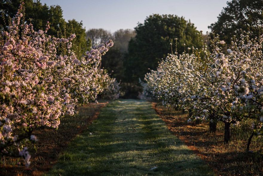 I Was Allowed To Wander My Neighbour's Orchard Alone With My Camera At Dawn To Capture The Blossom And It Was Magical!