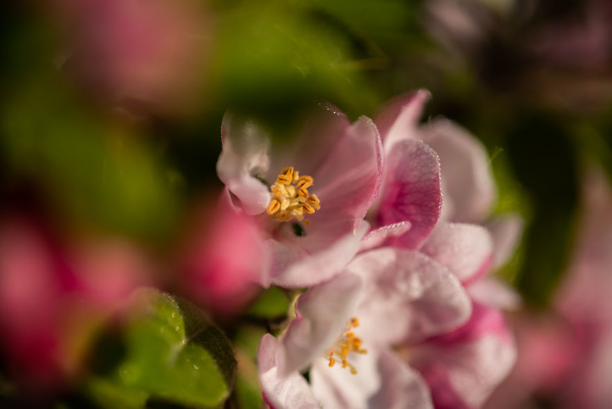 I Was Allowed To Wander My Neighbour's Orchard Alone With My Camera At Dawn To Capture The Blossom And It Was Magical!