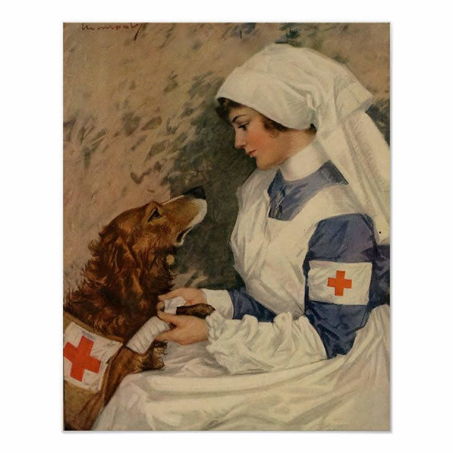 Veterinarian Veterinarian