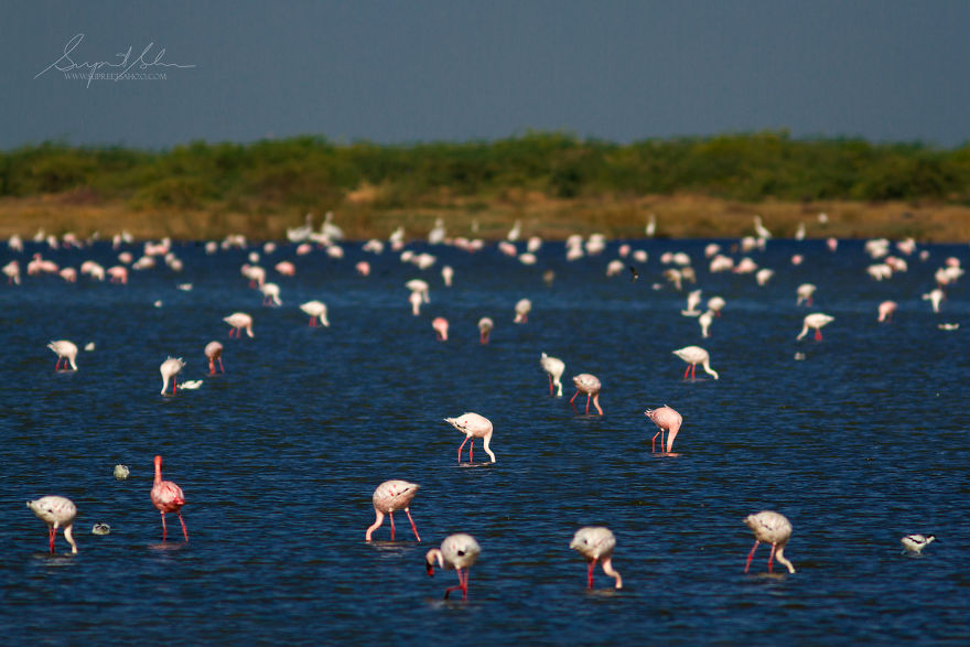 Group Of Flamingos - Flamboyance