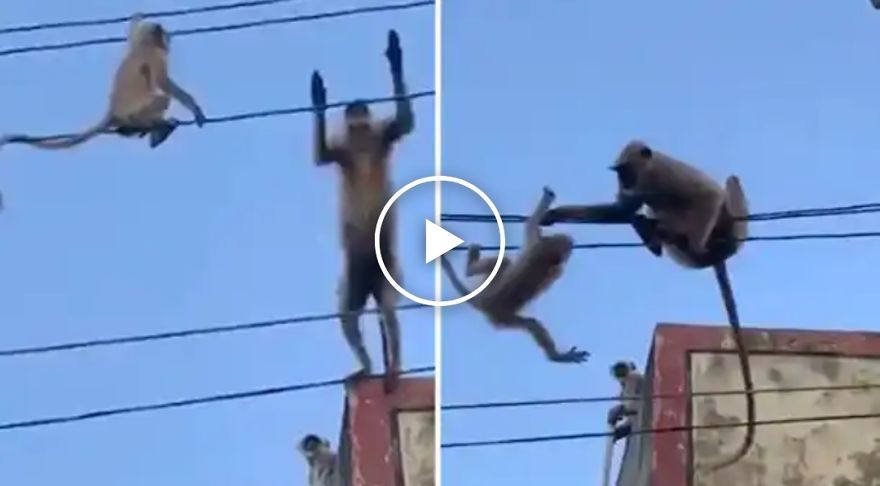 Monkey Rescue Her Baby From High Wire Monkey Rescue Her Baby From High Wire