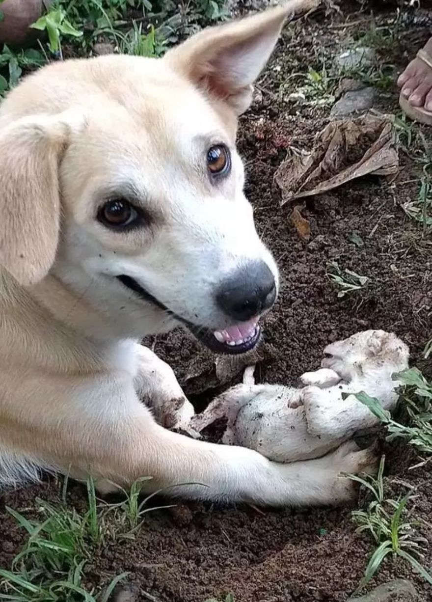 Heart Breaking Moment Mother Dog Digs Up Its Dead Puppy And Ties To Bring It Back To Life Heart Breaking Moment Mother Dog Digs Up Its Dead Puppy And Ties To Bring It Back To Life