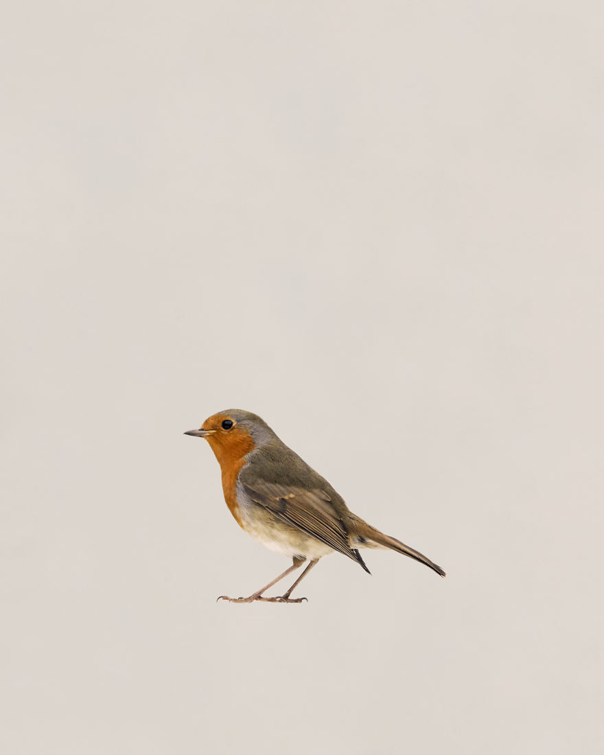 I Built A Photo Booth For The Birds In My Garden.