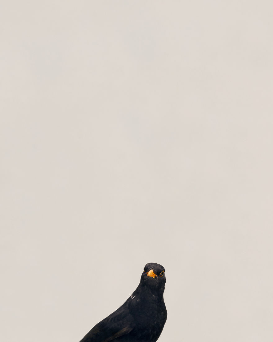 I Built A Photo Booth For The Birds In My Garden.