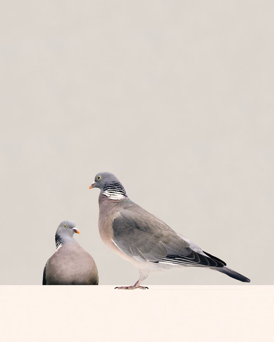 I Built A Photo Booth For The Birds In My Garden.