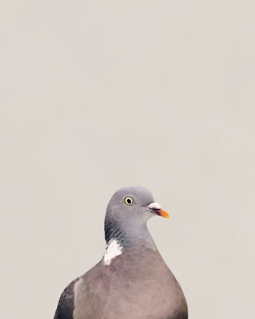 I Built A Photo Booth For The Birds In My Garden.