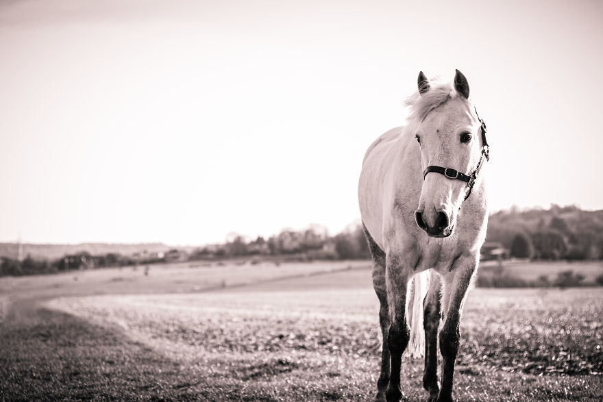 15 Top Tips On How To Take The Best Pet Photographs 15 Top Tips On How To Take The Best Pet Photographs
