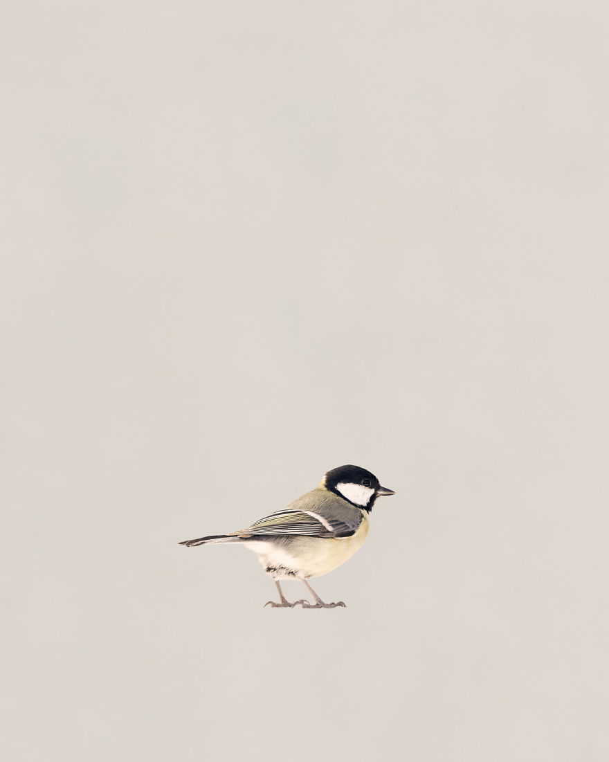 I Built A Photo Booth For The Birds In My Garden.