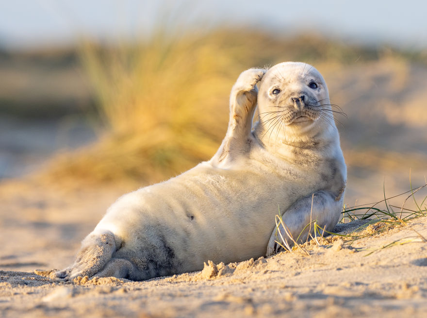 "Confused." Seal, UK