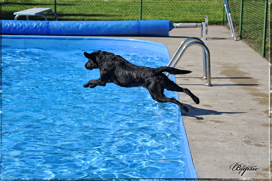 Max, The Black Labrador.