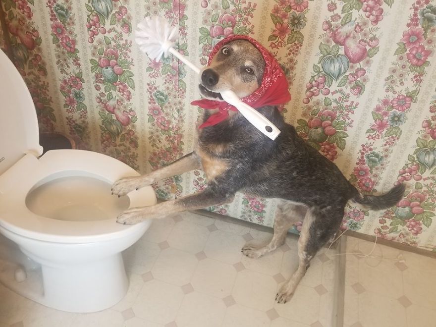 When You Don't Have Cattle To Herd But Your Cattle Dog Still Needs A Job