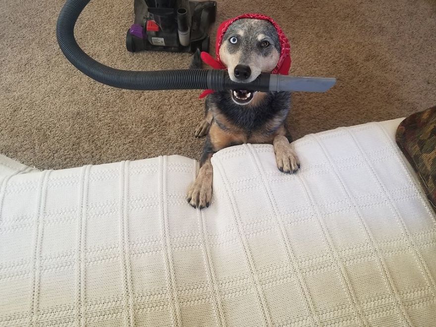 When You Don't Have Cattle To Herd But Your Cattle Dog Still Needs A Job