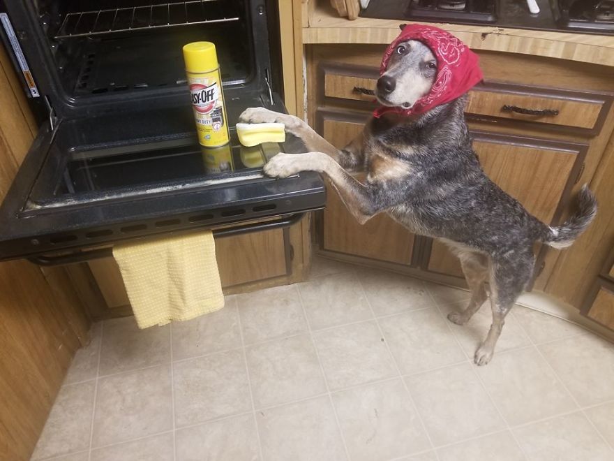 When You Don't Have Cattle To Herd But Your Cattle Dog Still Needs A Job
