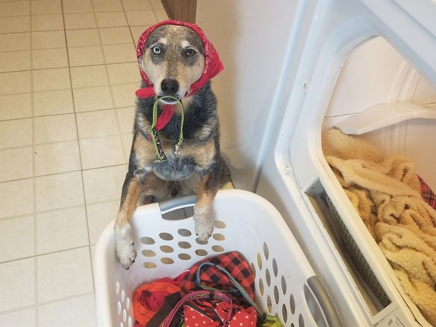 When You Don't Have Cattle To Herd But Your Cattle Dog Still Needs A Job