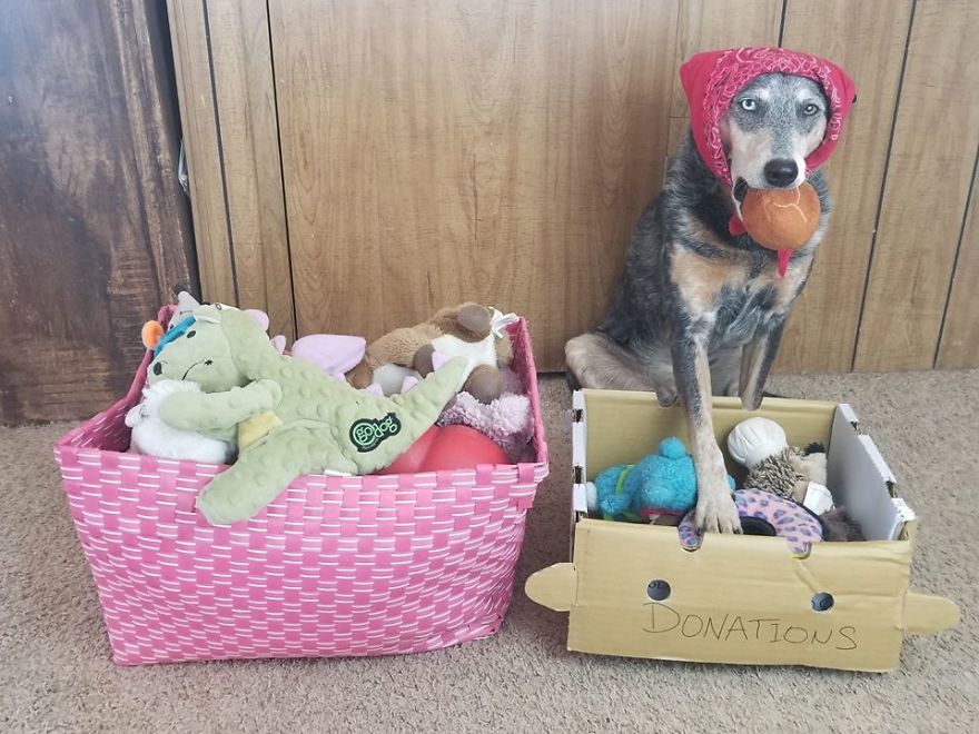 When You Don't Have Cattle To Herd But Your Cattle Dog Still Needs A Job