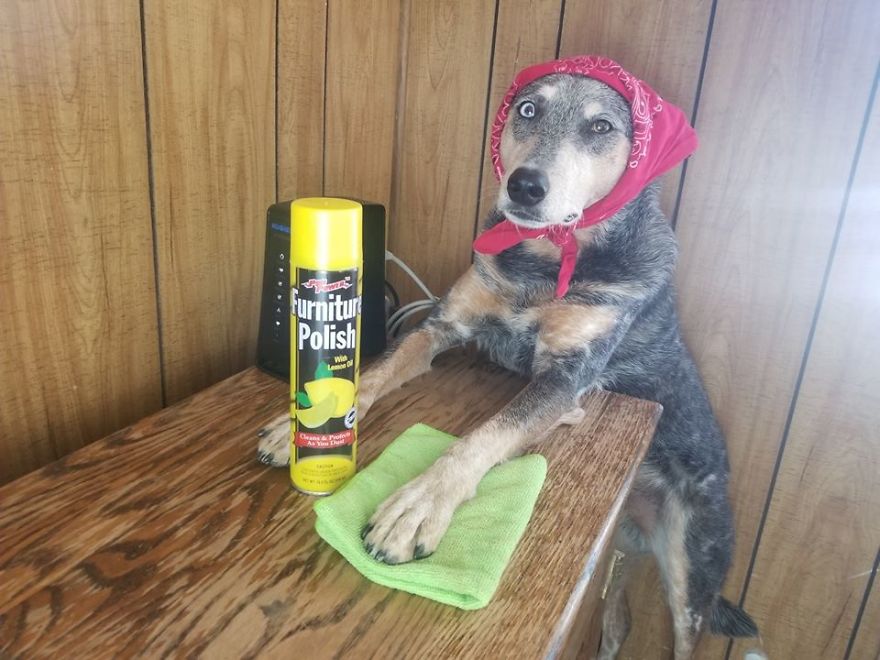 When You Don't Have Cattle To Herd But Your Cattle Dog Still Needs A Job