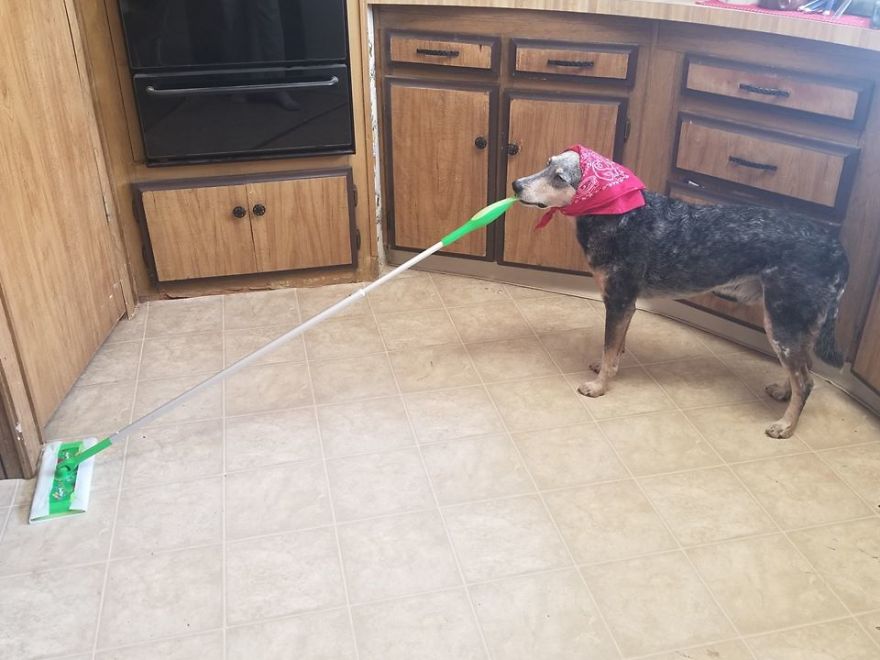 When You Don't Have Cattle To Herd But Your Cattle Dog Still Needs A Job