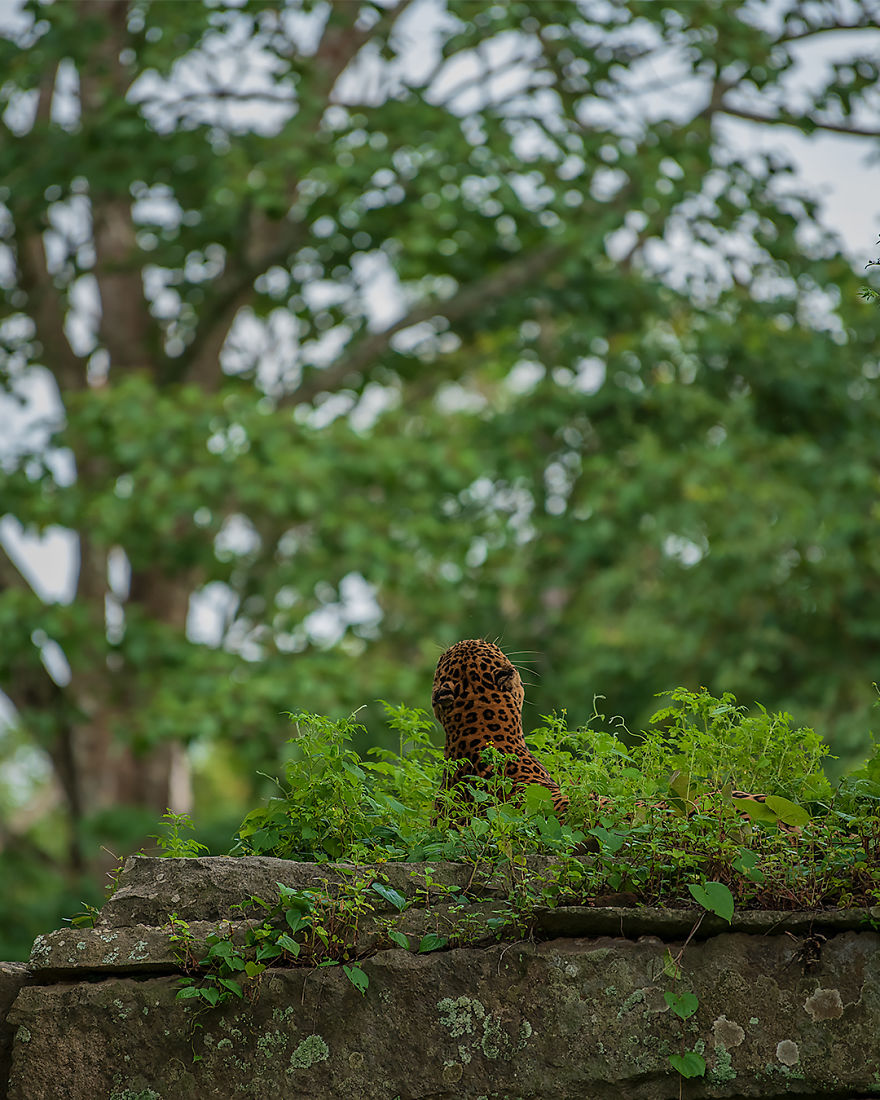 I Have Been Photographing Indian Leopards In Their Natural Habitats Over 5 Years