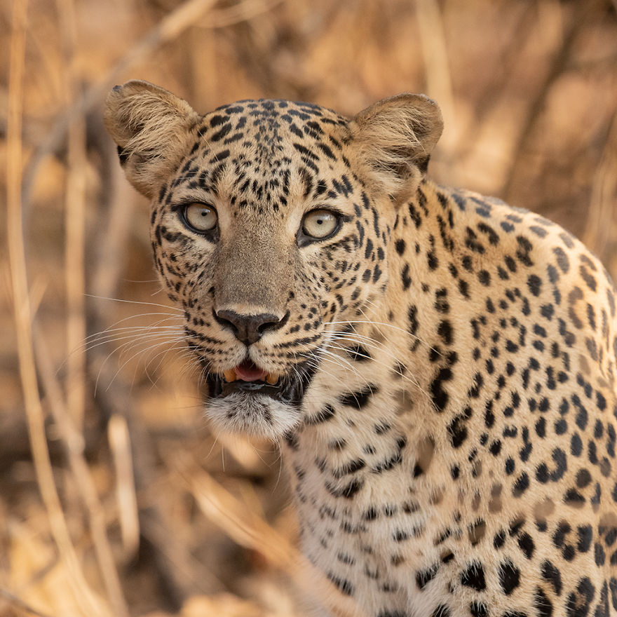 I Have Been Photographing Indian Leopards In Their Natural Habitats Over 5 Years