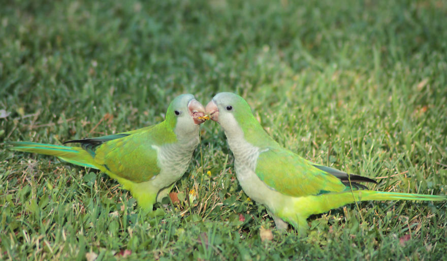 Photographing Birds