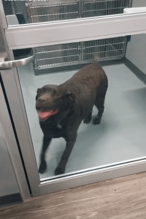 Uncontrollable Tippy-Taps Right Before Adoption