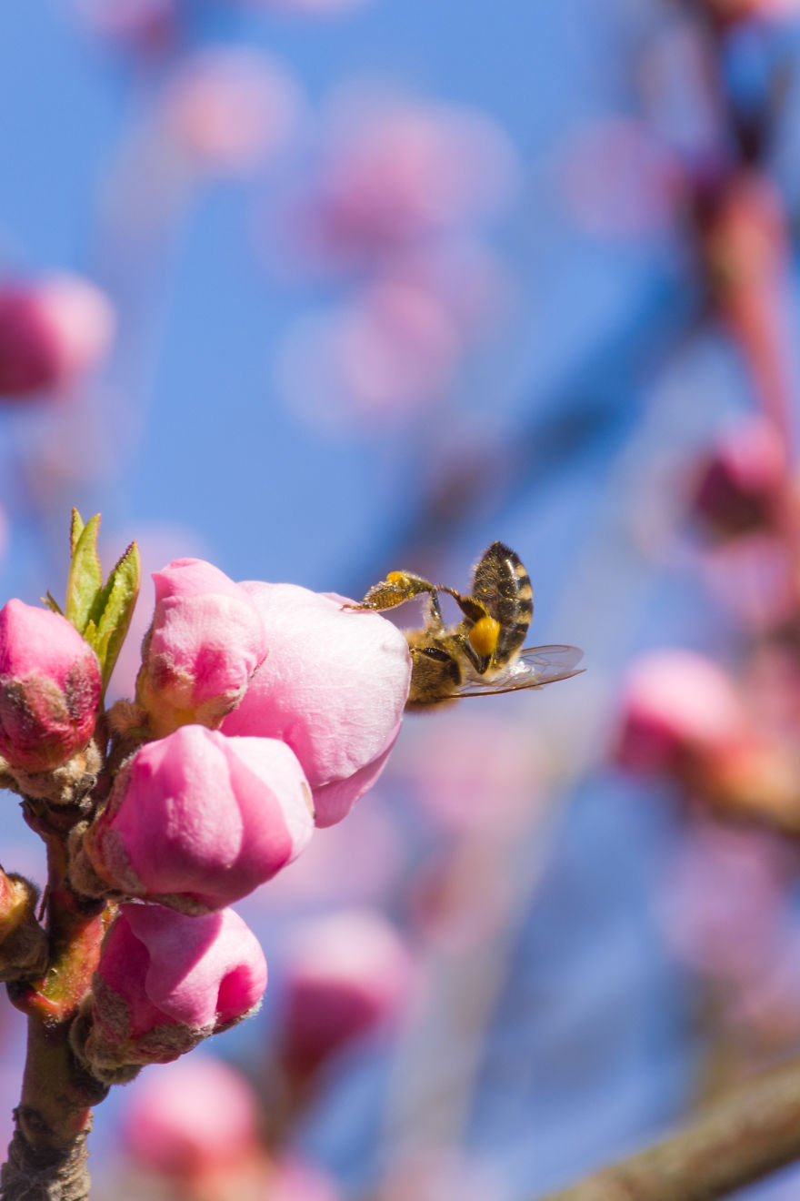 I Love Spring, I Watched Insects And Their Work.
