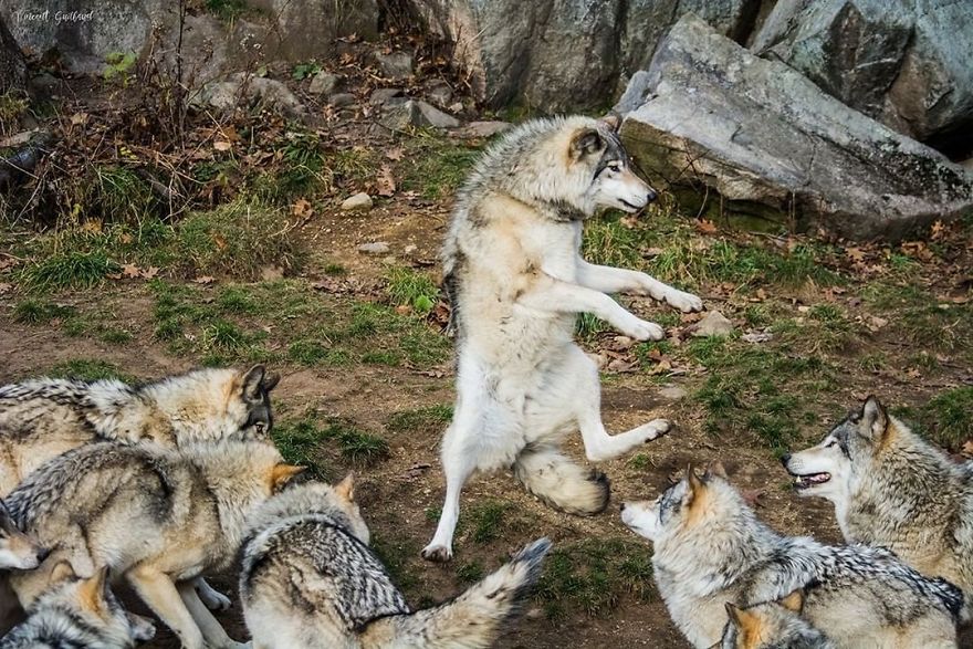 Do The Wolf Dance