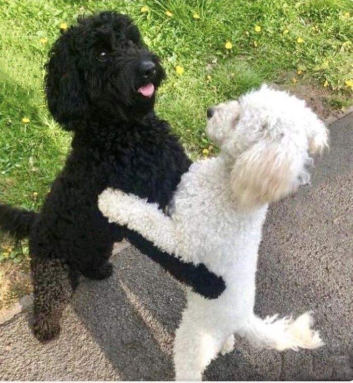Dogs From The Same Litter Recognize Each Other When They Accidentally Meet On The Street