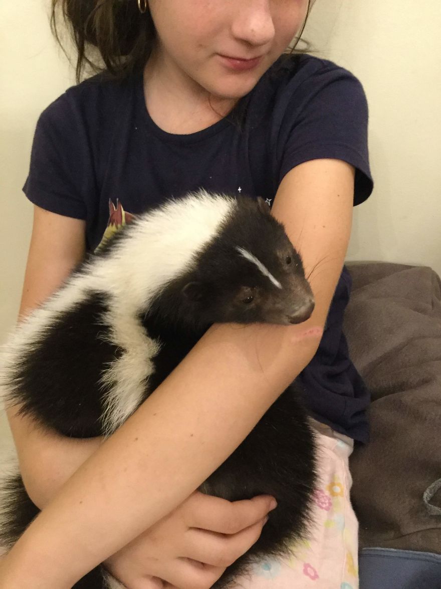Skunks Make Adorable Pets