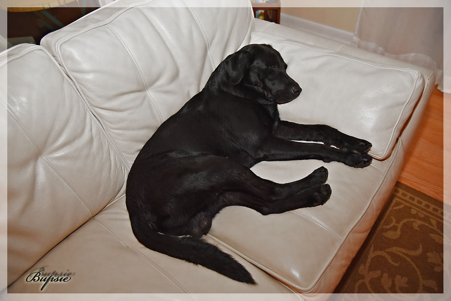Max, The Black Labrador.