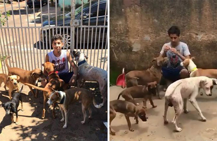 17-Year-Old Opens A Unique Animal Shelter And He Has Already Rescued 22 Dogs And 4 Cats